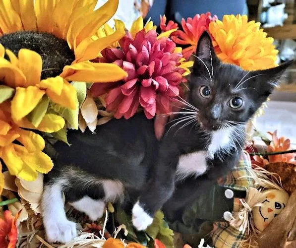 A baby medium-sized female Tuxedo cat named Opal for adoption in Rutherfordton, NC