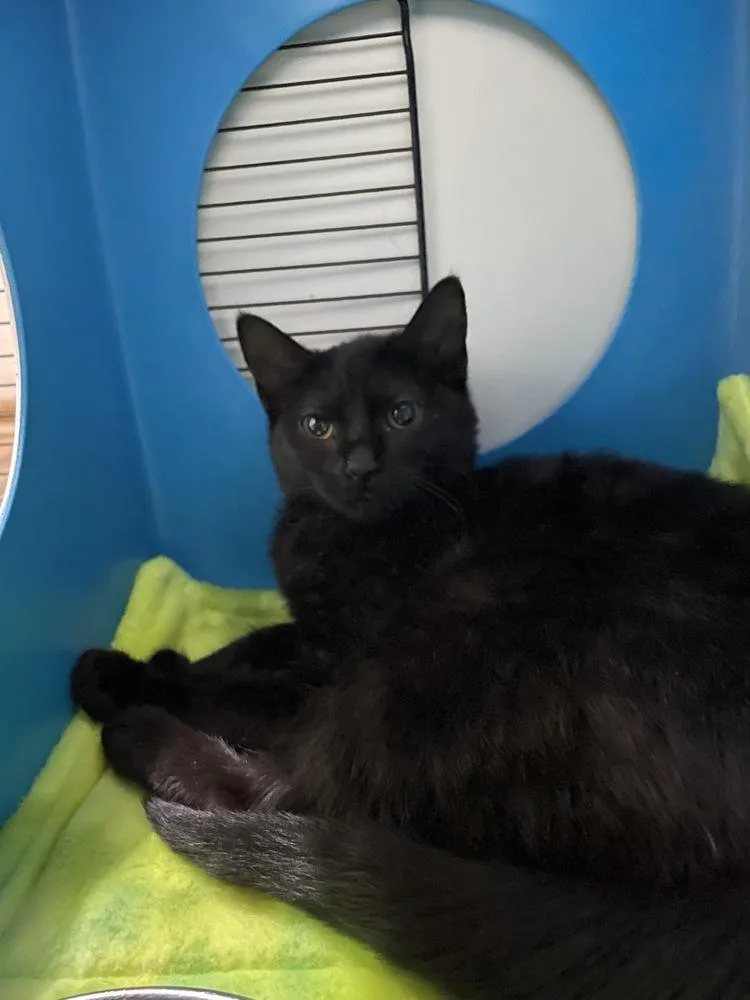 A baby medium-sized female Black Domestic Short Hair cat named Mascara for adoption in Milltown, NJ