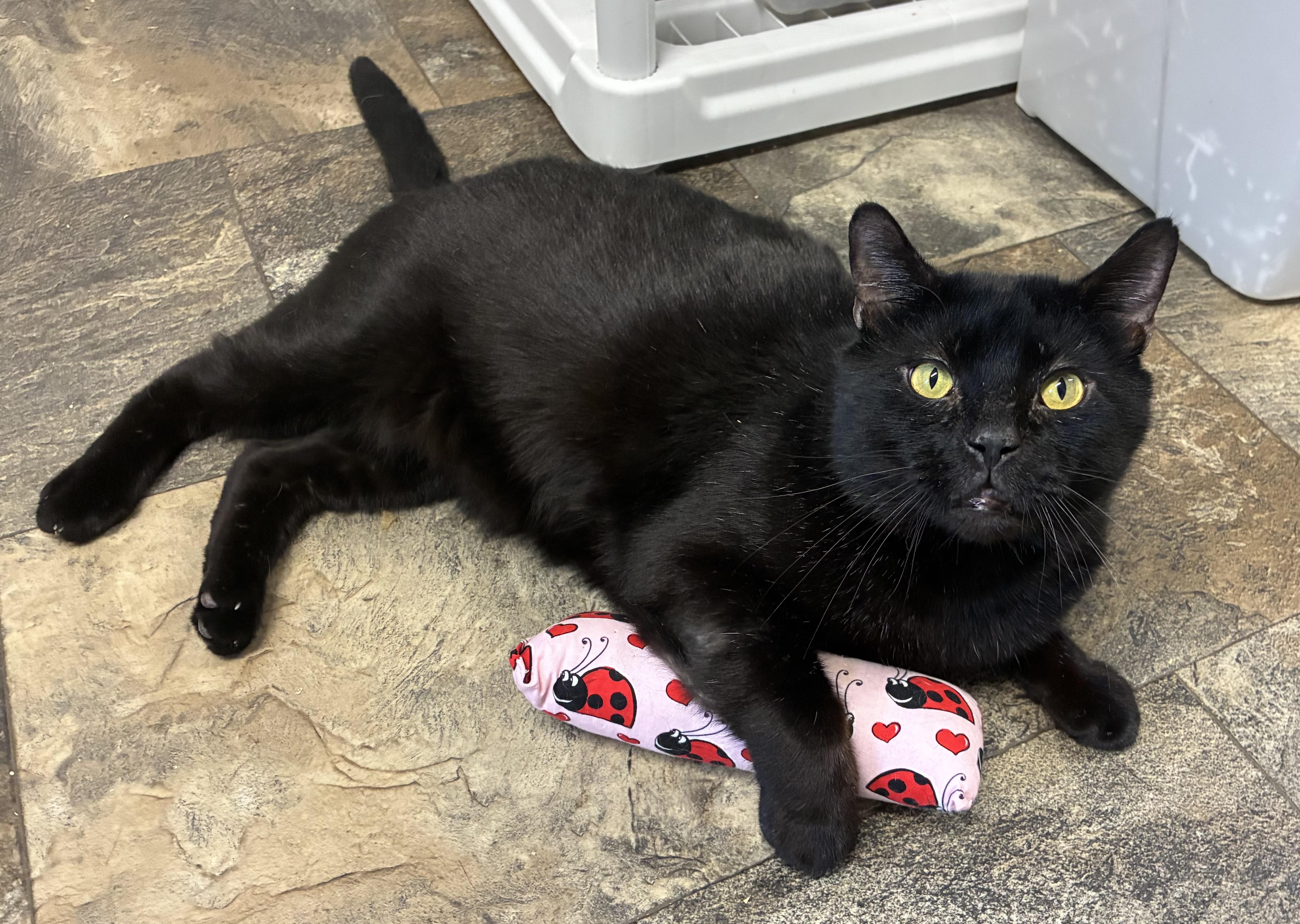 Vanderbilt thumbnail 2