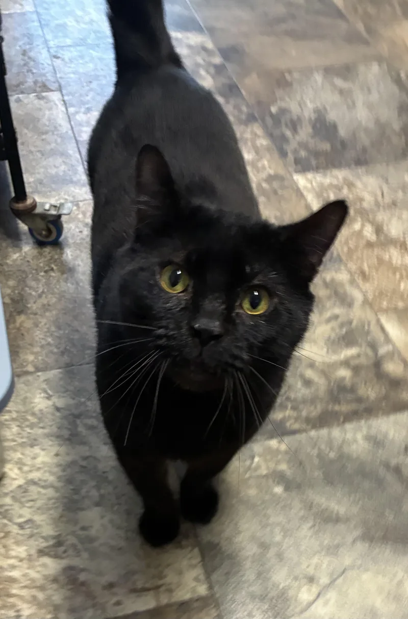 Vanderbilt thumbnail 3