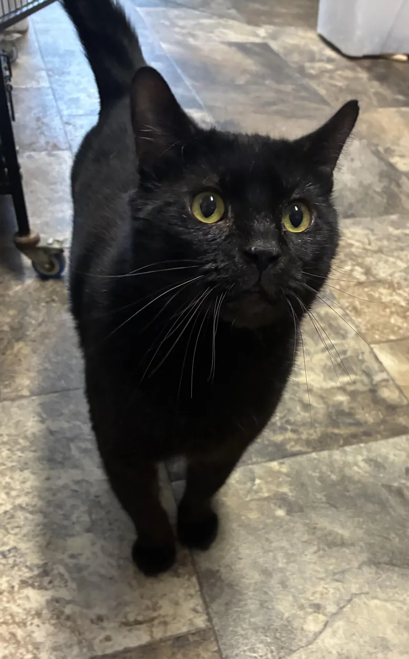 Vanderbilt thumbnail 4