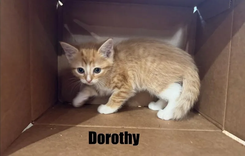 A baby medium-sized female Orange & White Domestic Short Hair cat named Dorothy for adoption in Reeseville, WI