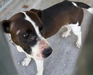 A young medium-sized male Mixed Breed dog named Clover for adoption in Lafayette, TN