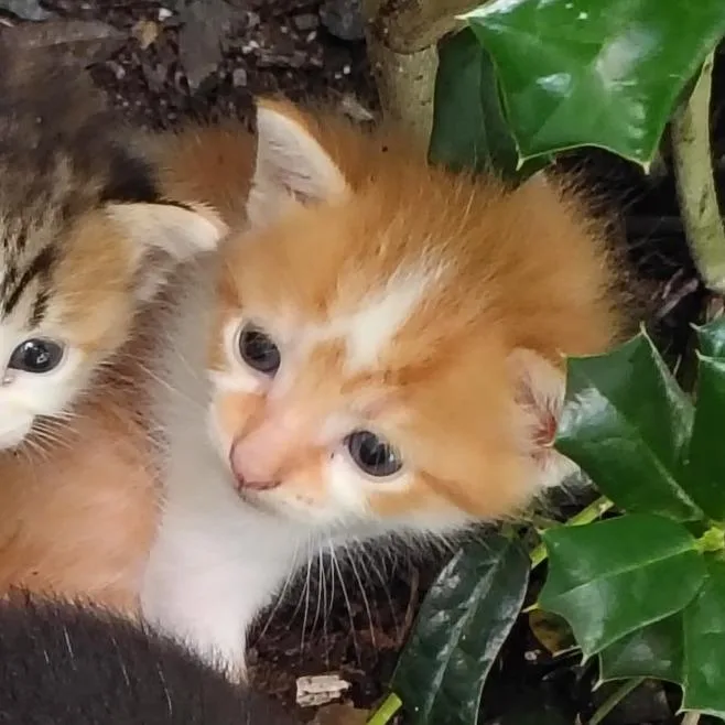 A baby small-sized male Orange / Red Domestic Short Hair cat named Cappuccino for adoption in West Palm Beach, FL