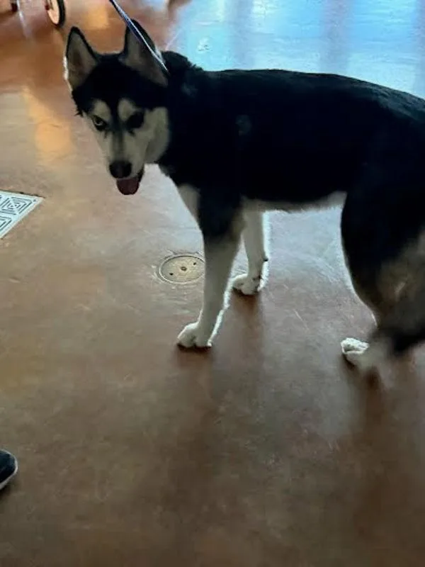 An adult large-sized female Siberian Husky dog named Princess for adoption in Austin, TX