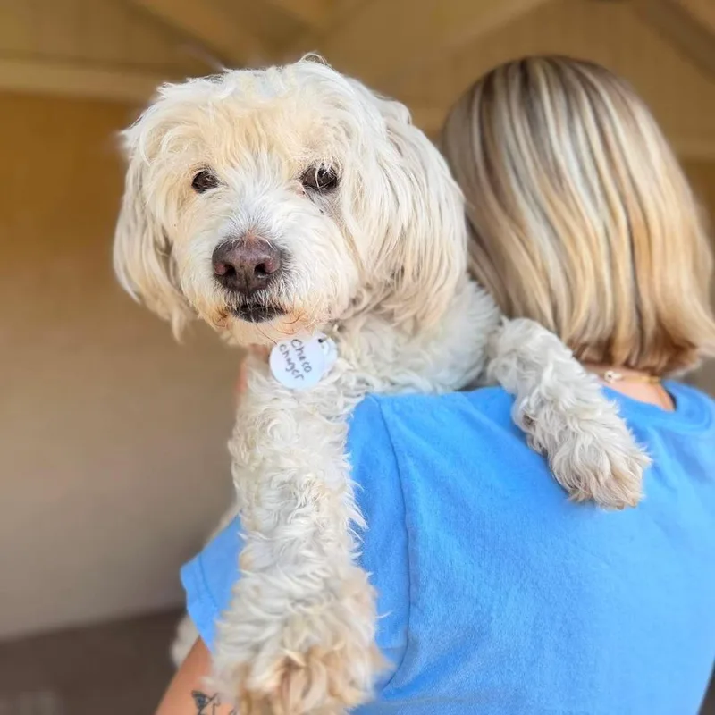 A senior small-sized male White / Cream Maltese dog named Chacho Charger for adoption in Ramona, CA