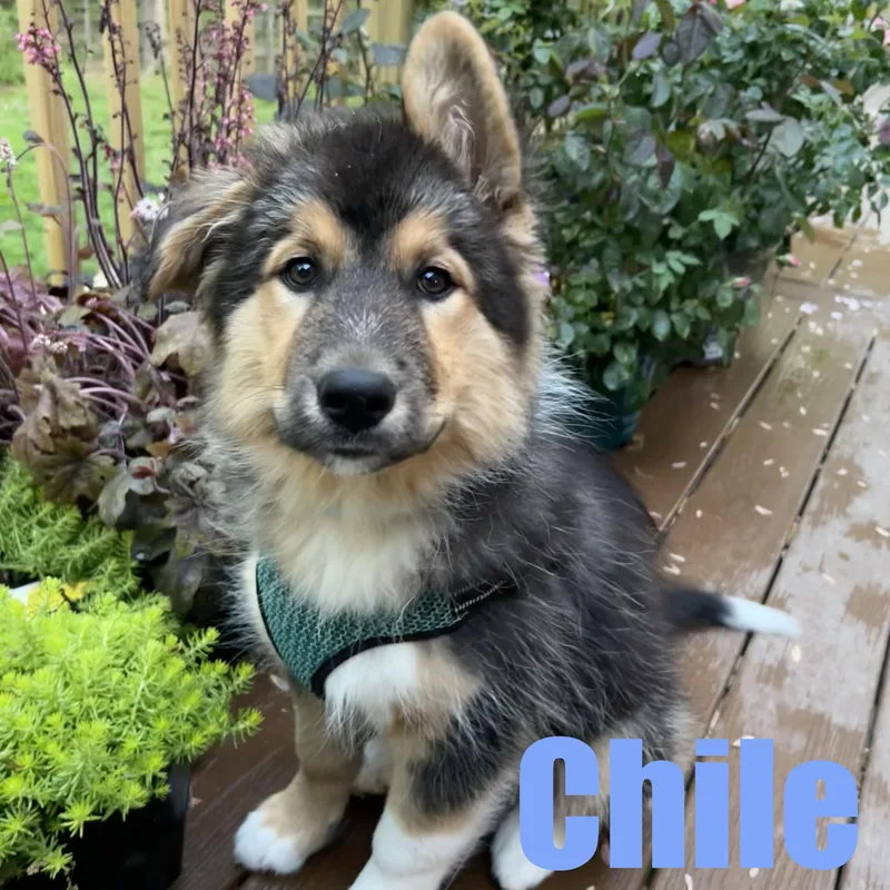A baby large-sized male Shepherd dog named Chile for adoption in Ellicott City, MD