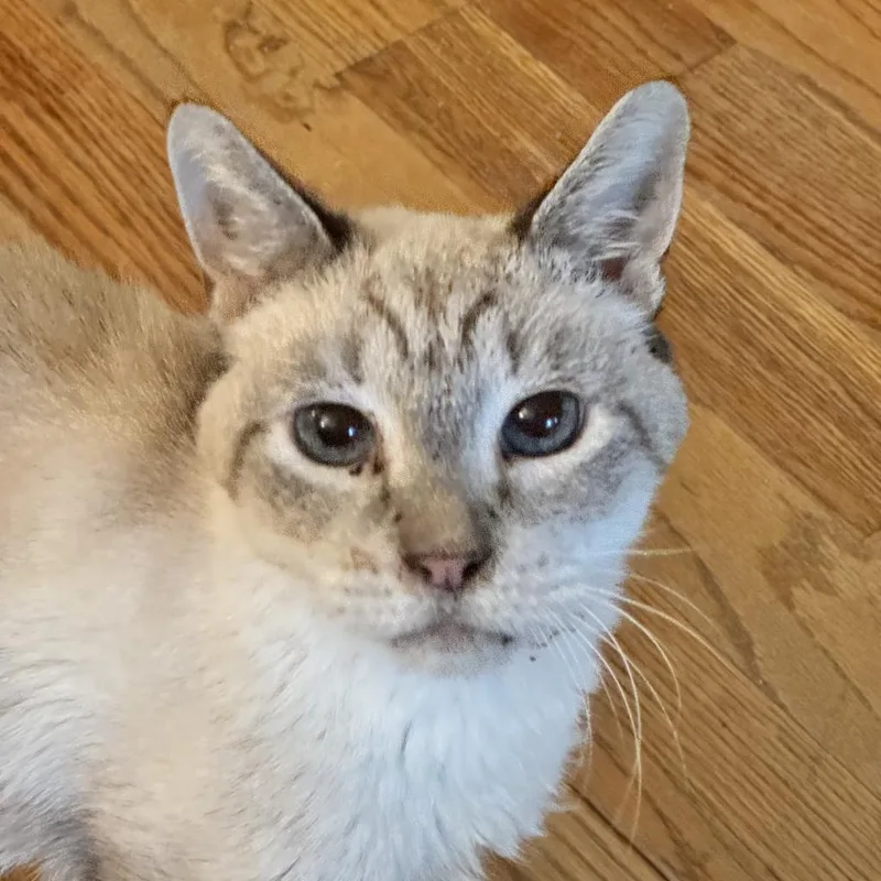 A senior large-sized male Domestic Short Hair cat named Doodles for adoption in Cumming, GA
