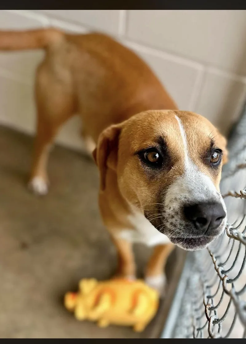 A young medium-sized female Yellow / Tan / Blond / Fawn Mixed Breed dog named Scuba for adoption in Sherman, TX