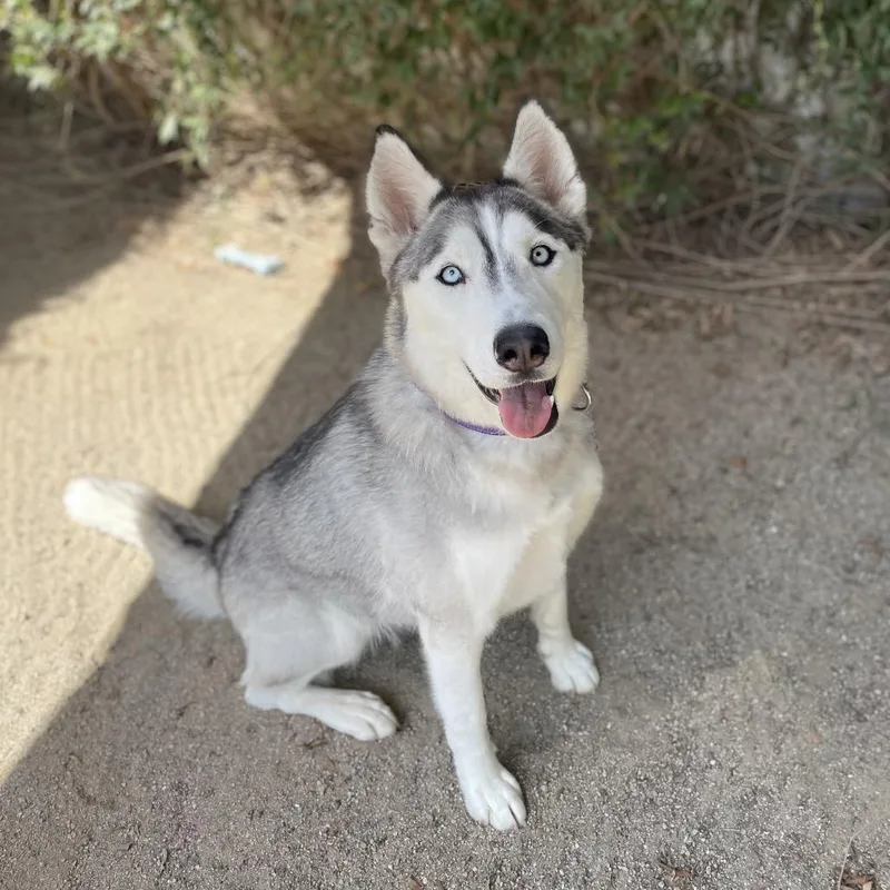 An adult medium-sized female White / Cream Siberian Husky dog named Giselle for adoption in Riverside, CA