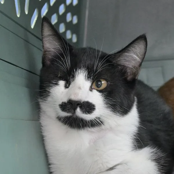 A young small-sized male Domestic Short Hair cat named Cookie for adoption in Austin, TX
