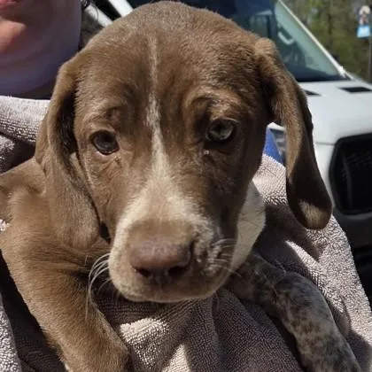 A baby small-sized female German Shorthaired Pointer dog named Banjo for adoption in Voorhees, NJ