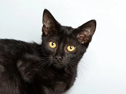 A baby small-sized female Domestic Short Hair cat named Beans for adoption in Longmont, CO