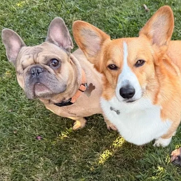 A young small-sized male Yellow / Tan / Blond / Fawn French Bulldog dog named Teddy for adoption in Citrus Heights, CA