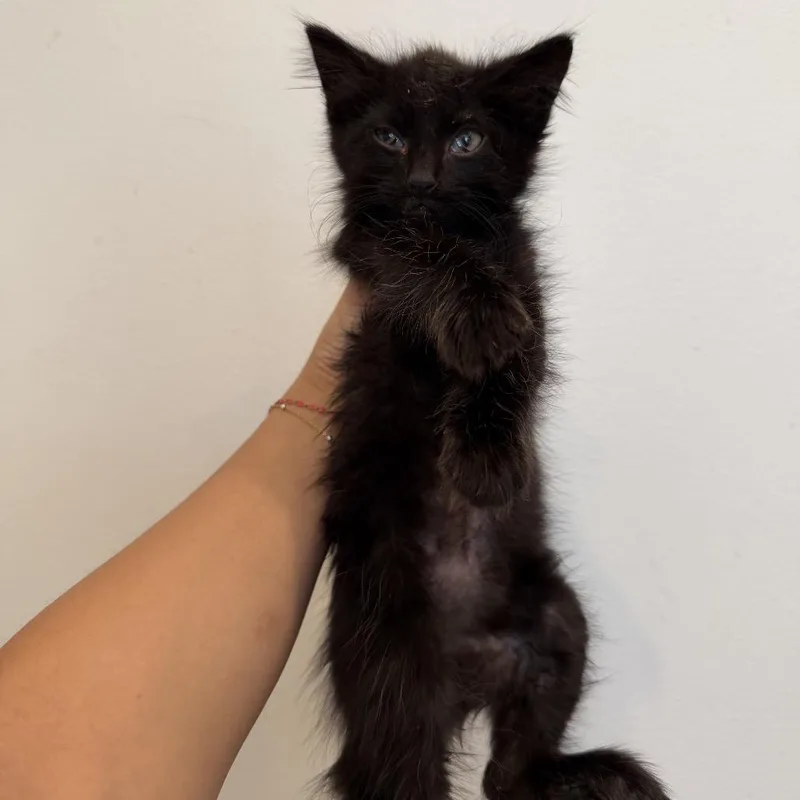 A baby medium-sized male Black Domestic Long Hair cat named Chalupa for adoption in Chattanooga, TN