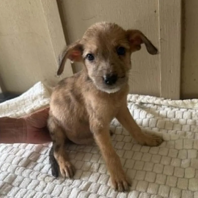 A baby medium-sized female Yellow / Tan / Blond / Fawn Mixed Breed dog named Gia for adoption in Alexandria, VA