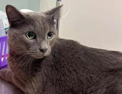 An adult large-sized male Gray / Blue / Silver Domestic Short Hair cat named Happy for adoption in Annapolis, MD
