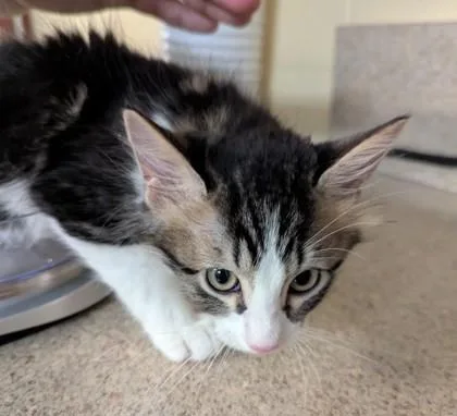 A baby medium-sized male Domestic Short Hair cat named Marooney for adoption in Independence, MO