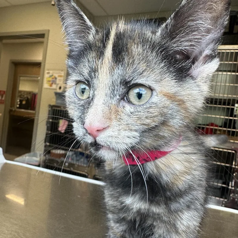 A baby small-sized female Tortoiseshell Domestic Short Hair cat named Strawberry for adoption in Columbia Station, OH