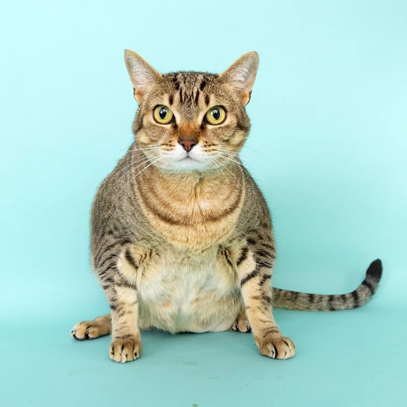 An adult extra large-sized female Buff / Tan / Fawn Domestic Short Hair cat named Gypsy for adoption in Franklin, TN
