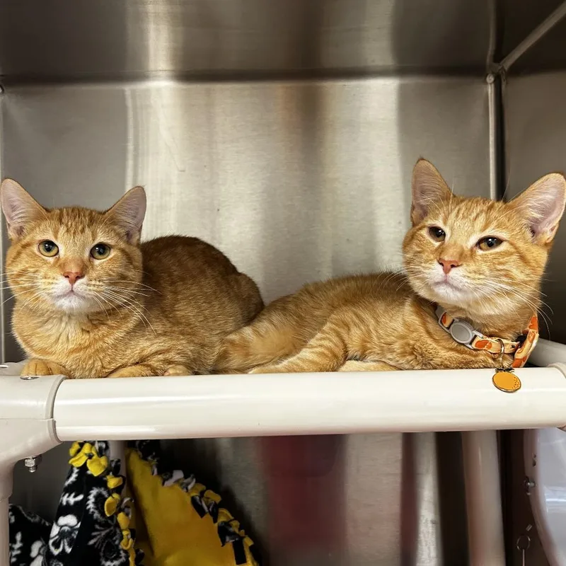 A baby medium-sized male Orange / Red Domestic Short Hair cat named Jolly Roger for adoption in Evanston, IL