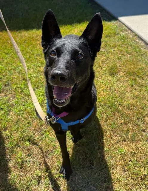 An adult large-sized female Dutch Shepherd dog named Cady for adoption in Centerville, MA