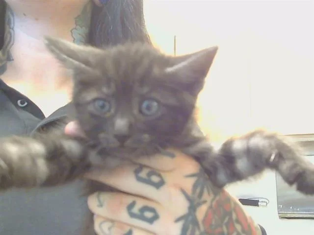 A baby small-sized female Domestic Short Hair cat named Raya for adoption in Sacramento, CA