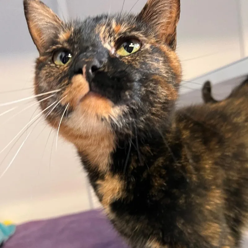 An adult medium-sized female Tortoiseshell Domestic Short Hair cat named Peachy for adoption in Sarasota, FL