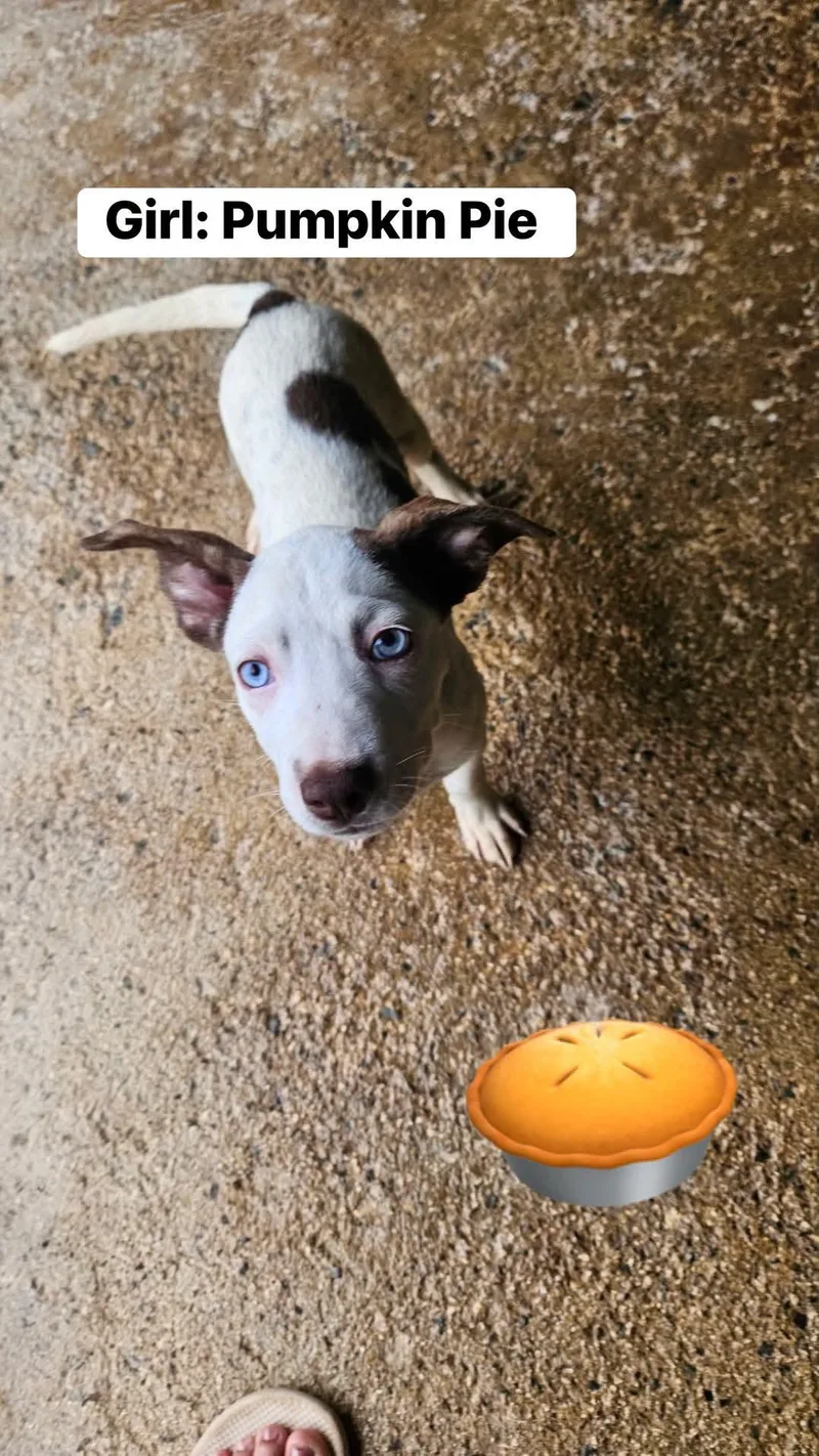 A baby medium-sized female Mixed Breed dog named Pumpkin for adoption in Rincon, PR