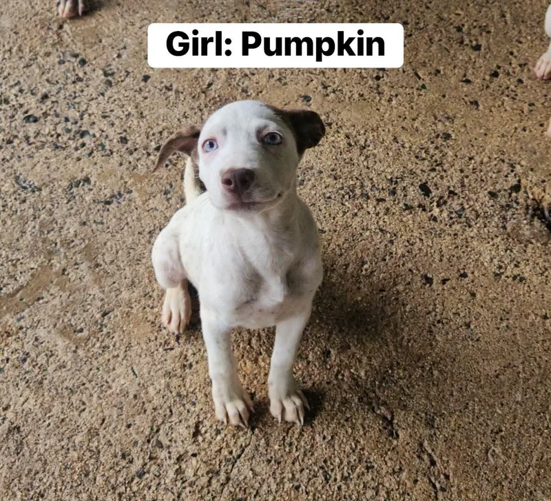 Pumpkin thumbnail 5