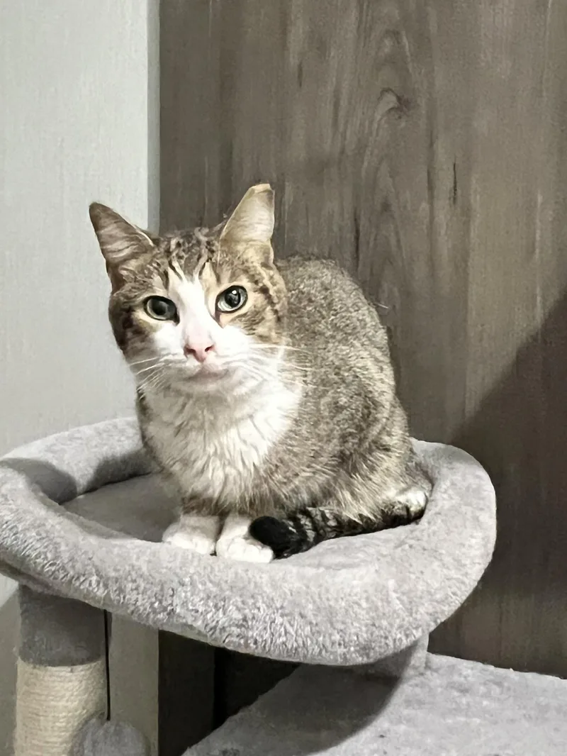 A young medium-sized male Tabby (Brown / Chocolate) Domestic Short Hair cat named Hades for adoption in Seven Valleys, PA
