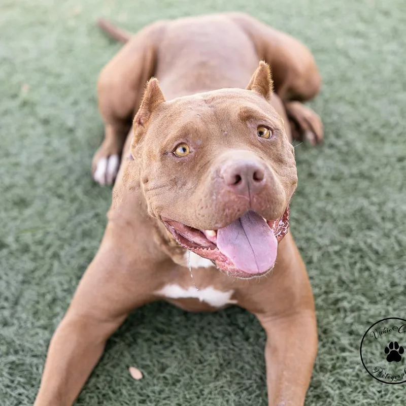 An adult large-sized female Brown / Chocolate Pit Bull Terrier dog named Little bit for adoption in Abilene, TX