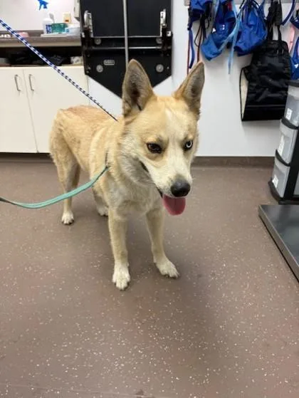 An adult large-sized male Siberian Husky dog named Samson for adoption in South Bend, IN