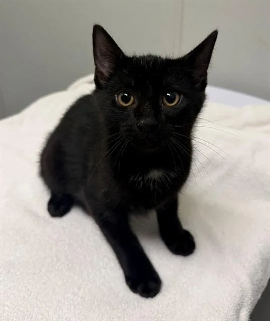 A baby small-sized male Domestic Short Hair cat named Pepsi for adoption in Leesburg, VA
