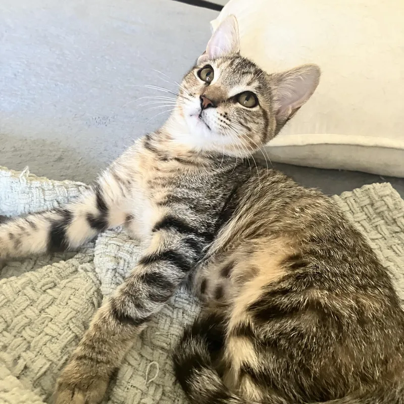 Chloe