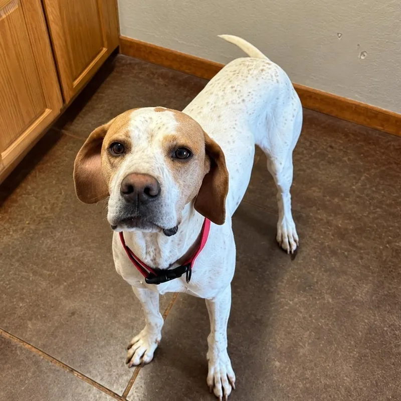 A young medium-sized male English Pointer dog named Buster for adoption in Dripping Springs, TX