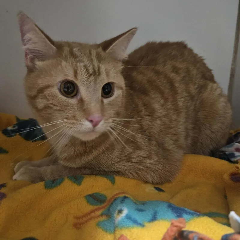 An adult small-sized male Domestic Short Hair cat named Milo for adoption in Brighton, MO