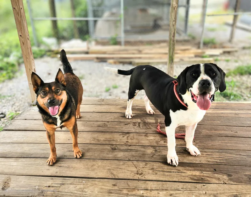 An adult medium-sized male Hound dog named Waylon for adoption in Greenville, KY