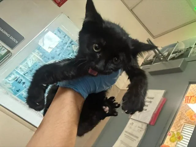 A baby small-sized male Domestic Short Hair cat named Zuri for adoption in San Jose, CA