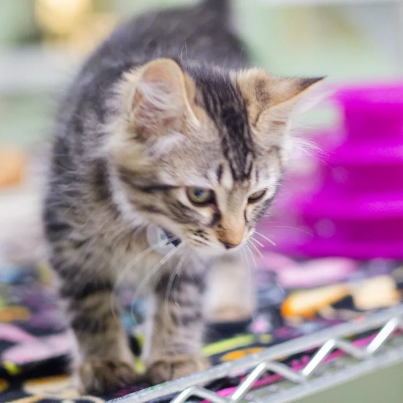 A baby medium-sized male Domestic Long Hair cat named Beau for adoption in Hot Springs, AR