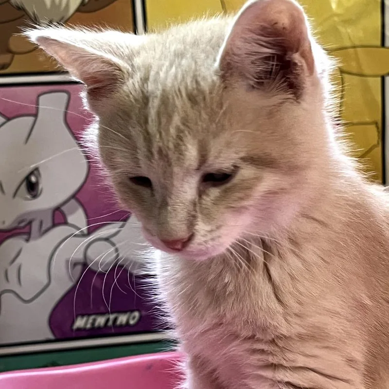 A baby small-sized male Buff / Tan / Fawn Domestic Medium Hair cat named Moss for adoption in Granville, OH