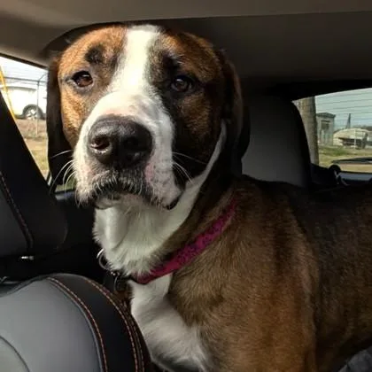 An adult large-sized male Brindle Mixed Breed dog named Coltrane for adoption in Atlanta, GA