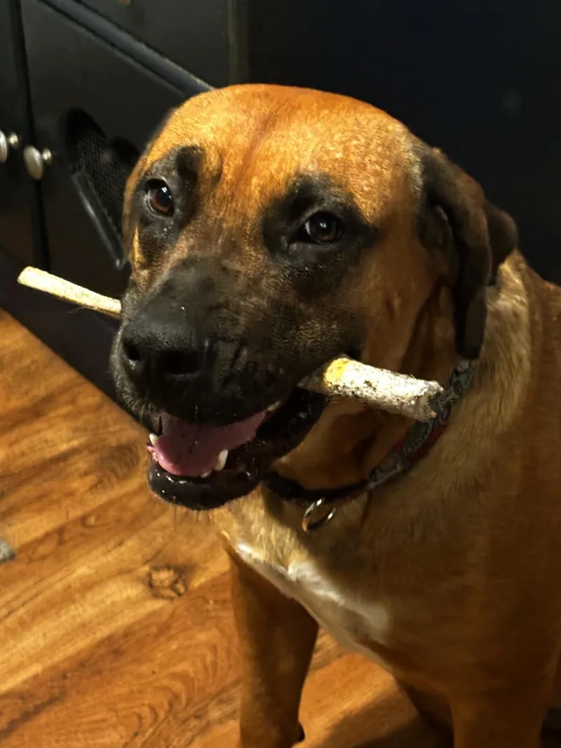 An adult large-sized female Black Mouth Cur dog named Brownie for adoption in Foxworth, MS