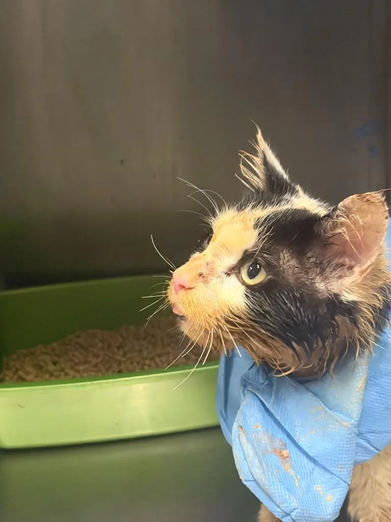 An adult medium-sized male Domestic Short Hair cat named Gideon Gatom for adoption in Meriden, CT