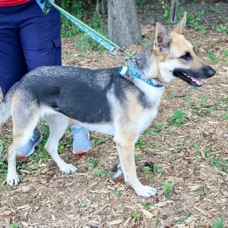 An adult large-sized female German Shepherd Dog dog named Kysarah for adoption in Palatine, IL