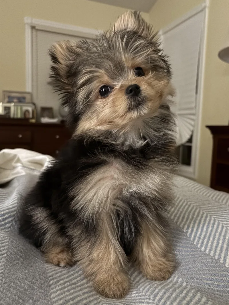 A young small-sized female Tricolor (Brown, Black, & White) Yorkshire Terrier dog named Melody for adoption in POTOMAC, MD