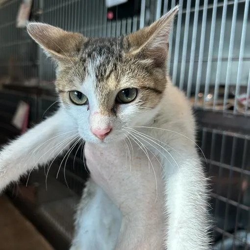 A baby small-sized female Torbie Domestic Short Hair cat named Cookie for adoption in Matteson, IL