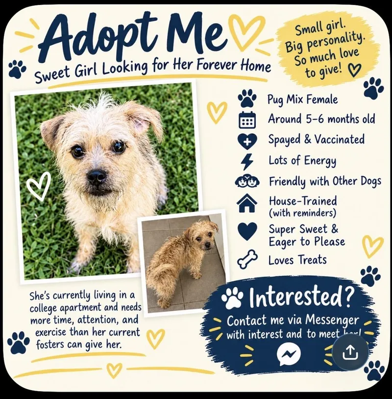 A baby small-sized female Yellow / Tan / Blond / Fawn Poodle dog named Bella Luna for adoption in Garland, TX