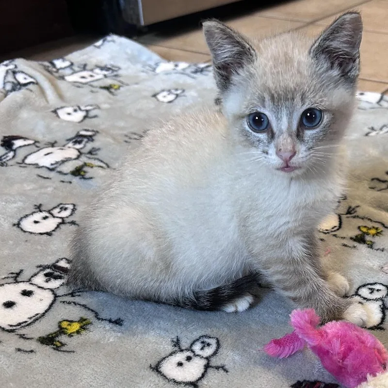 A baby small-sized male Buff / Tan / Fawn Domestic Short Hair cat named Masimo for adoption in Bastrop, TX