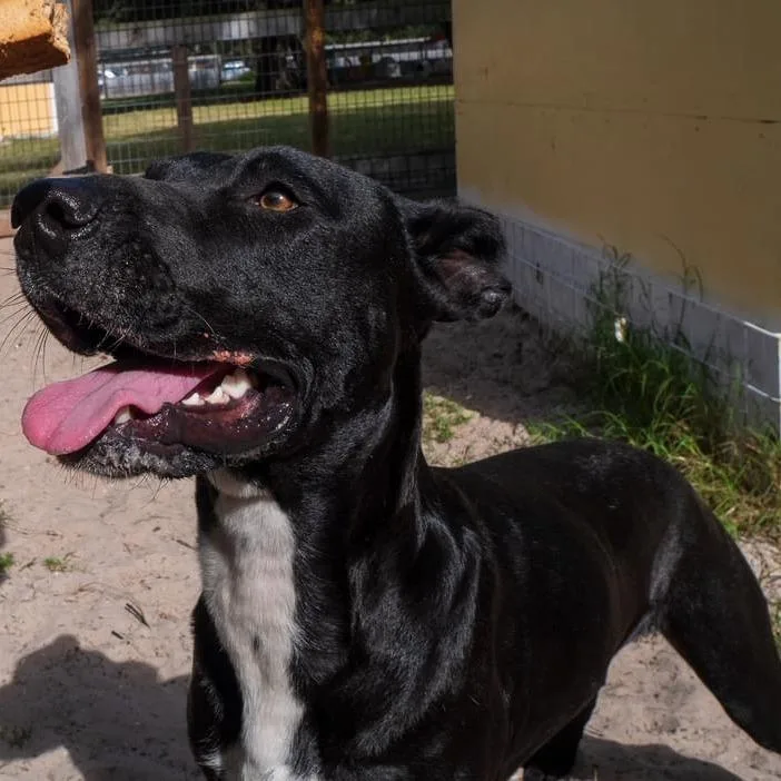 Vincent Van Gogh thumbnail 3